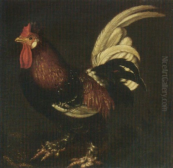 A Cockerel - view 1
