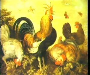 Hens And A Cockerel Foraging In The Undergrowth