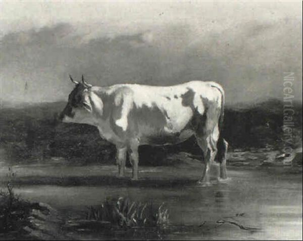 Bull Standing In A Stream - view 1