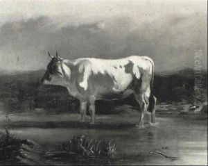 Bull Standing In A Stream Bull Standing In A Stream