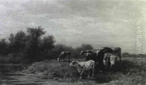 Cows Watering Cows Watering