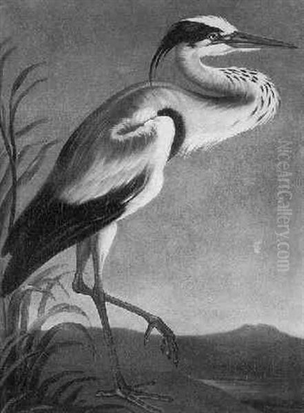 A Heron Standing In A Landscape - view 1