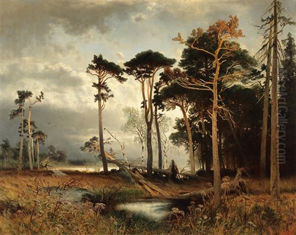 Evening Light Over A Pine Forest - view 1