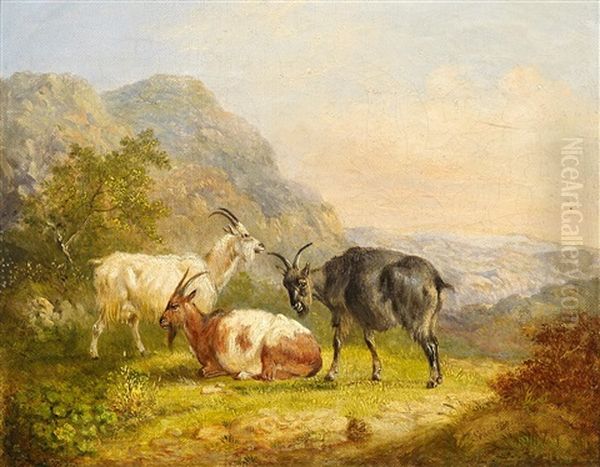 Ziegenbocke Vor Weiter Landschaft - view 1