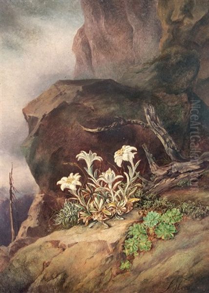 Edelweiss In The High Mountains - view 1