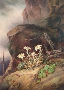 Edelweiss In The High Mountains by Friedrich (Moos) Schauta