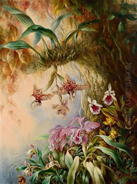 Wilde Orchideen - view 1