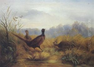 Fasan Und Fasanenhennen Am Weiher by Friedrich (Moos) Schauta