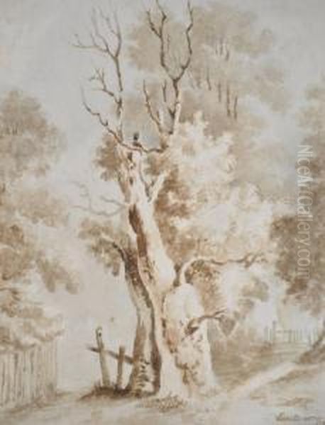Old Tree - view 1