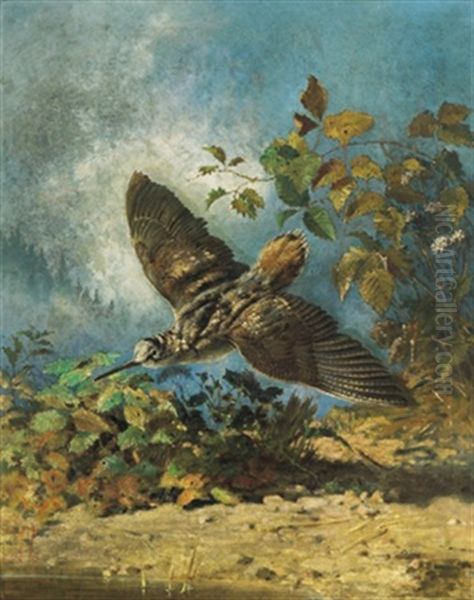 Schnepfe - view 1