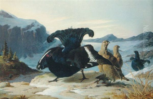 A Blackcock Displaying - view 1