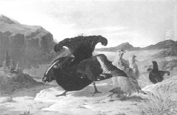 Balzender Birkhahn Mit Seinen Hennen - view 1