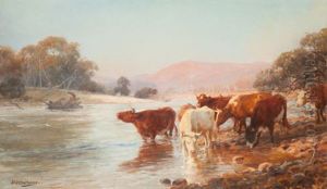 Cattle Drinking