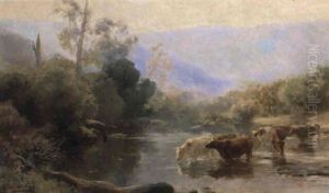 Cattle Drinking