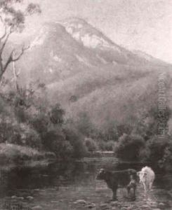Cattle Drinking