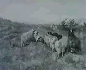 Moutons Dans La Lande Moutons Dans La Lande