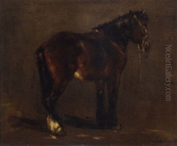 A Brown Horse - view 1