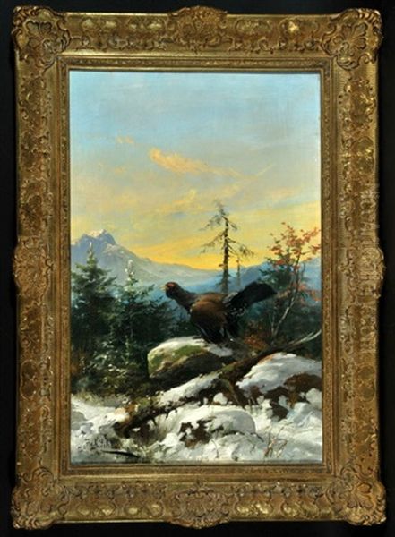 Auerhahn Im Bergwald Mit Altschnee - view 1