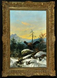 Auerhahn Im Bergwald Mit Altschnee