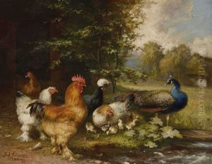 Huhner Und Pfau Am Teich