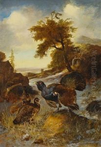 Balzender Auerhahn Mit Zwei Hennen Auf Einer Waldlichtung