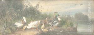 Les Canards