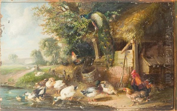 Entenfamilie, Pfau Und Huhner Am Teichufer - view 1