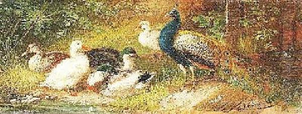 Enten Und Pfau An Einem Bachufer - view 1