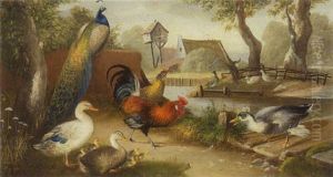 Pfau, Huhner, Hahn, Gans Und Enten