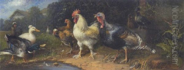 Hahn, Huhner, Enten Und Truthahn - view 1