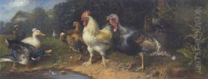 Hahn, Huhner, Enten Und Truthahn