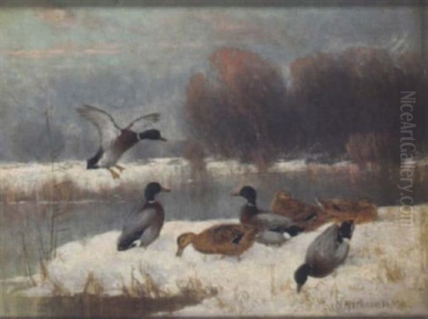 Wildenten Am Verschneiten Seeufer - view 1