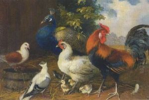 Hahn, Huhner, Kuken, Tauben Und Pfau Hahn, Huhner, Kuken, Tauben Und Pfau