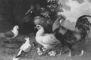 Ein Hahn, Ein Huhn, Zwei Tauben, Ein Pfau, Eine Meise Und Kucken