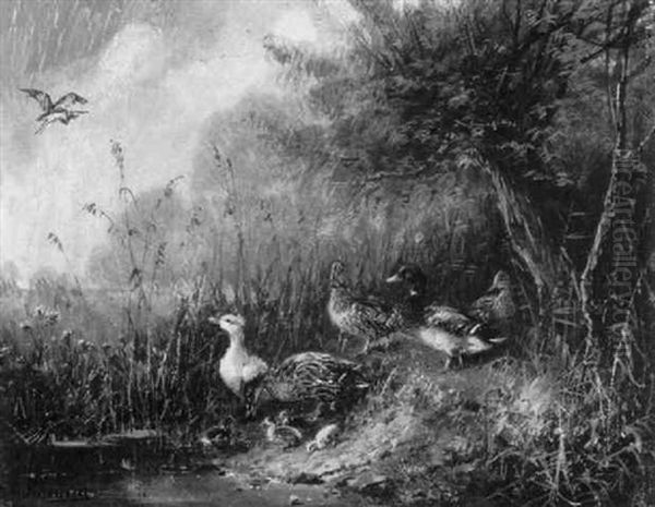 Enten Am Seeufer - view 1