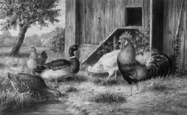 Hahn, Huhner, Erpel Und Ente Auf Der Wiese Vor Dem Stallgebaude - view 1