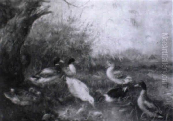 Enten Und Gans An Einem Teich - view 1