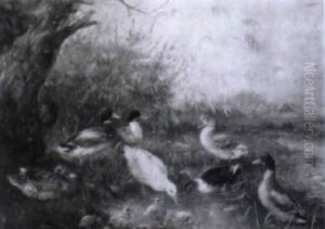 Enten Und Gans An Einem Teich