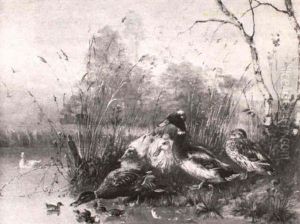 Ducks By A River Bank