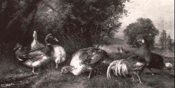 Truthahn, Enten, Hahn Und Huhner Auf Einer Wiese - view 1