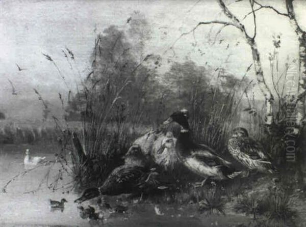 Ducks By A River Bank - view 1