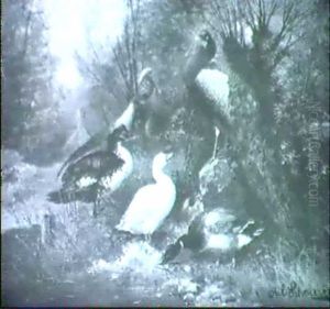 Zwei Enten, Ein Gans Und Eine Pfauenfamilie Am Bach...