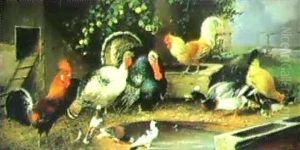 Federvieh Am Bauernhof Federvieh Am Bauernhof