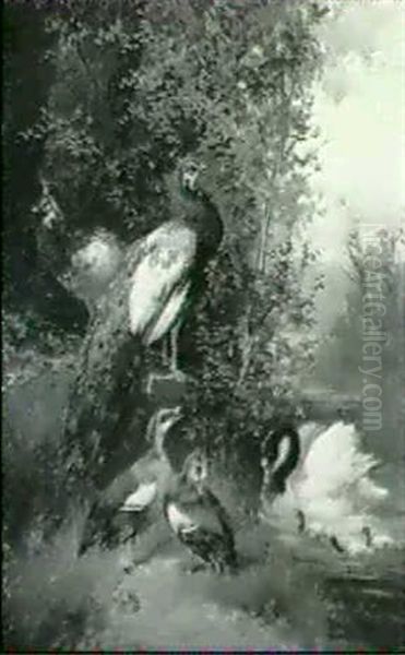 Pfauen, Schwan Und Enten Am Wasser - view 1