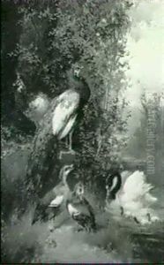 Pfauen, Schwan Und Enten Am Wasser