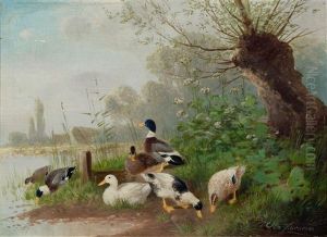 Ducks At A Pond Ducks At A Pond