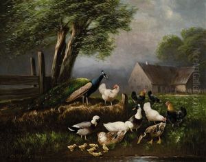 Huhner, Enten Und Pfau Am Wasser