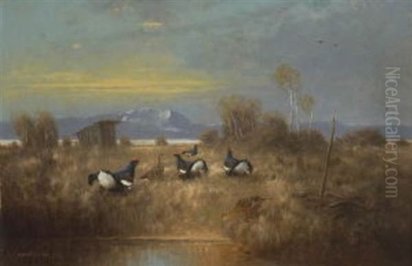 Birkhahne Und -hennen In Moorlandschaft - view 1