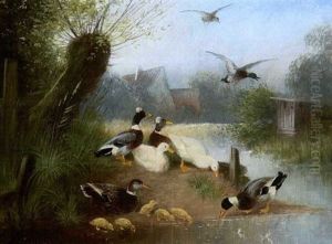 Enten Am Dorfbach Enten Am Dorfbach