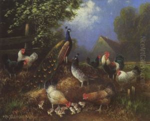 Pfau, Pfauhenne, Hahn, Huhner Und Kuken